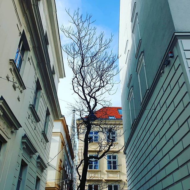 cuonglu's tweet photo. Nature amongst the concrete aesthetic #tree #city #architecture #design #cathedral #vienna https://t.co/wJhrukEiAZ https://t.co/a5RT22nCCM