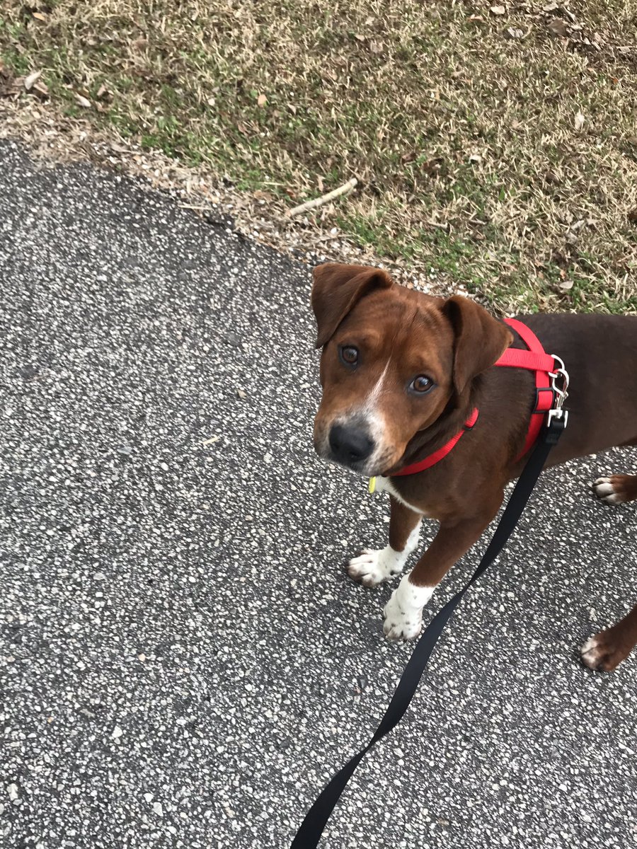 SamFowler_55's tweet image. Say hello to my new puppy cooper!✨❤️