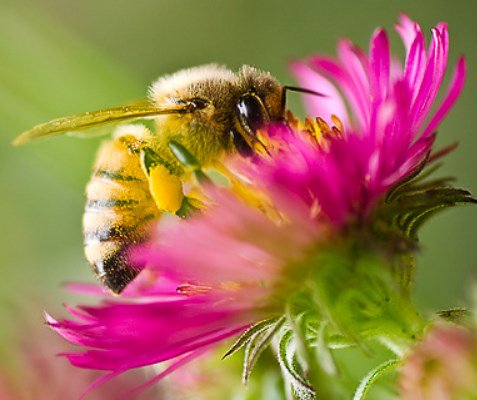 daisysdays1's tweet photo. The relationship of bees and flowers is one of the most beautiful co-evolutionary relationships we have. Bees are the legs of plants.

~Queen of the Sun~

#WorldWildlifeDay https://t.co/fbVKV6dDIu