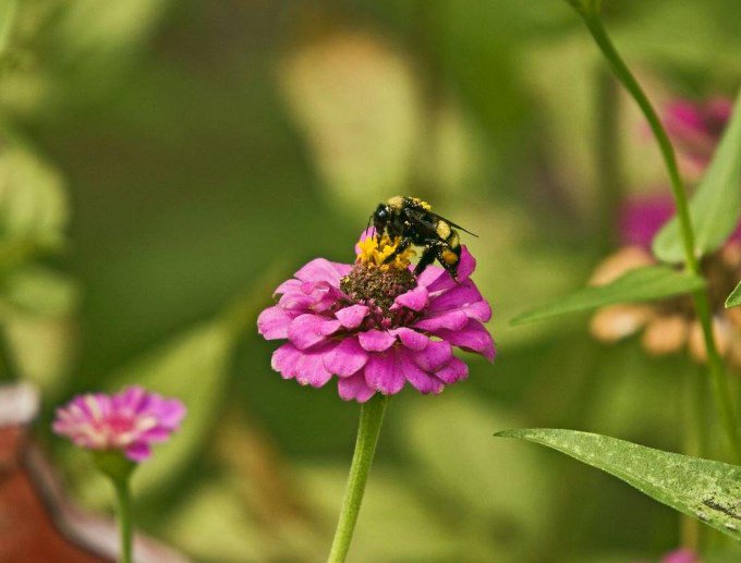 daisysdays1's tweet photo. The relationship of bees and flowers is one of the most beautiful co-evolutionary relationships we have. Bees are the legs of plants.

~Queen of the Sun~

#WorldWildlifeDay https://t.co/fbVKV6dDIu