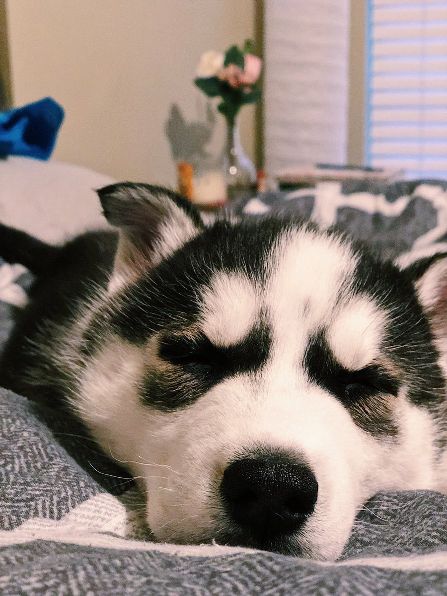 LTlooksx's tweet photo. Hello YouTube followers, say hello to Flash! Holly has a brother now 💖🐾 https://t.co/k1np4iFLSb