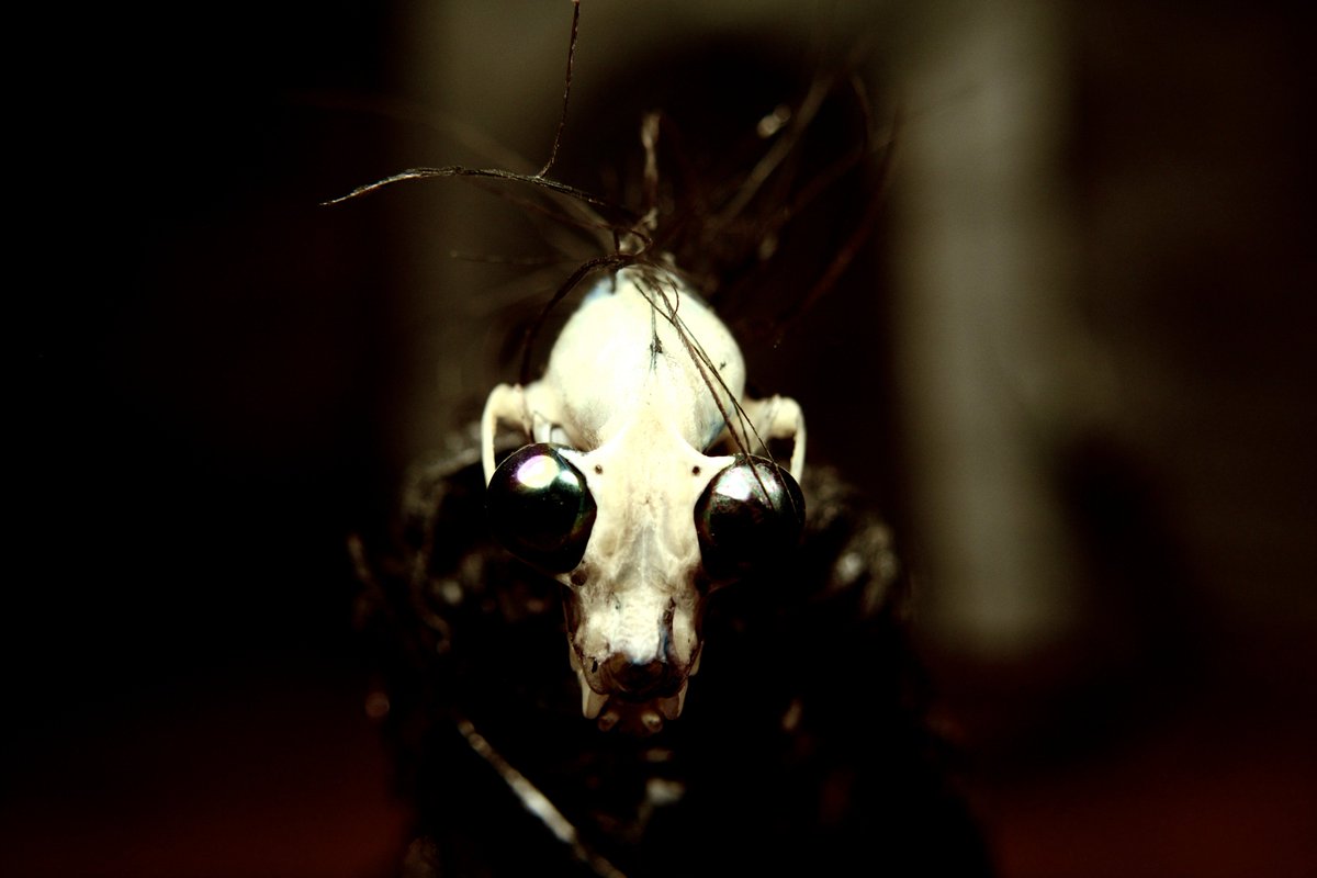 plshamilton's tweet photo. GFG accepted into Newcastle Stop Motion festival! Showing 11th April 8.00pm https://t.co/OVRfpxDOzB