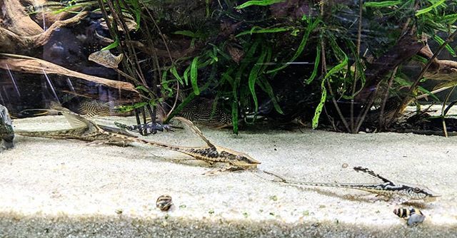 Javier_B_V's tweet photo. Combat alignment Sturisoma's 
#sturisoma #sturisomapanamense #catfish #aquafish #aquarist #aquariumhobby #aquariumlife #aquariums #aquaristsofinstagram #festivum #sturisomafestivum #plecosofinstagram #plecolove #pleco #plecos #plecotank #tropicalfish #fi… https://t.co/UjSVuwB6Kh https://t.co/j4DJzzyspD