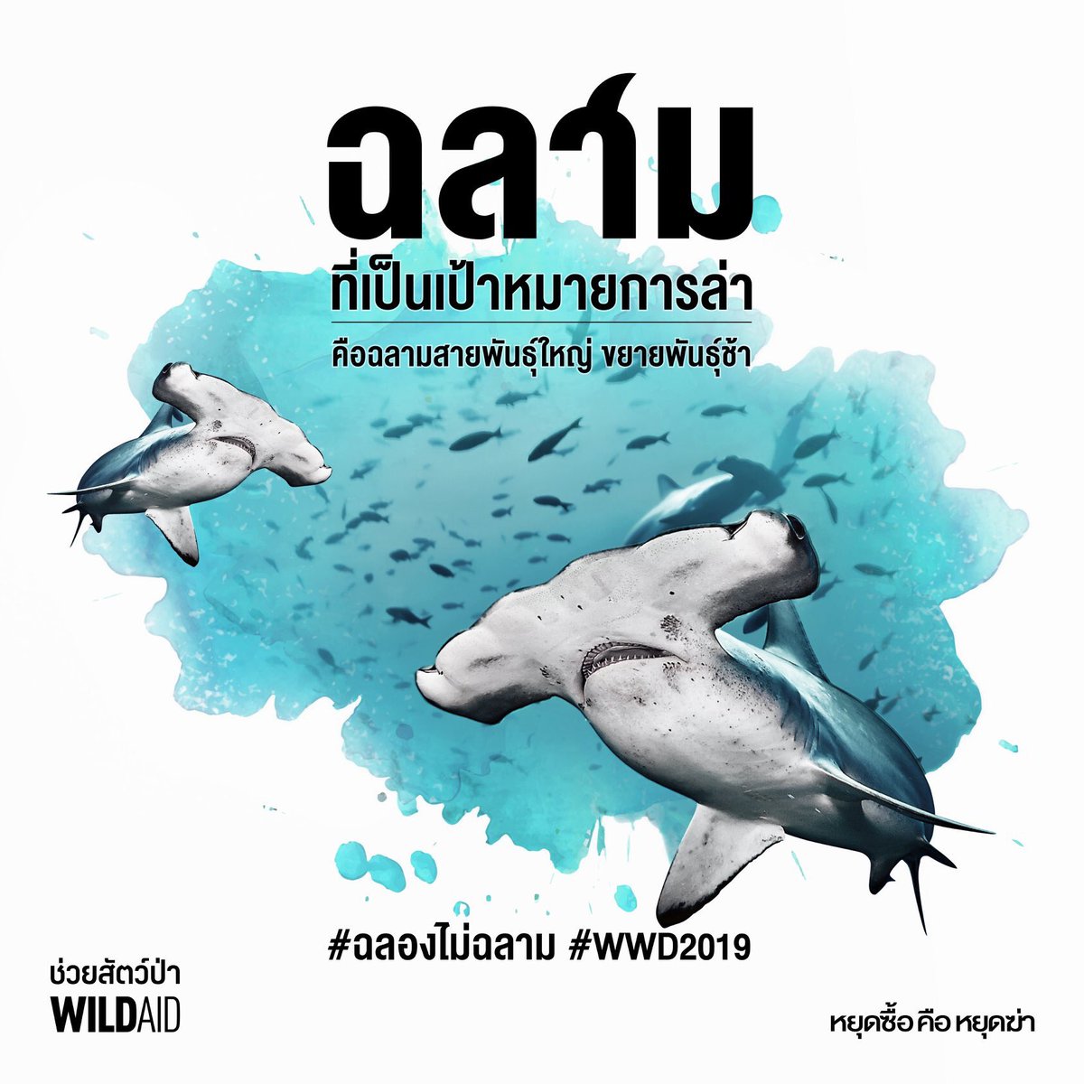 WildAid Thailand tweet media