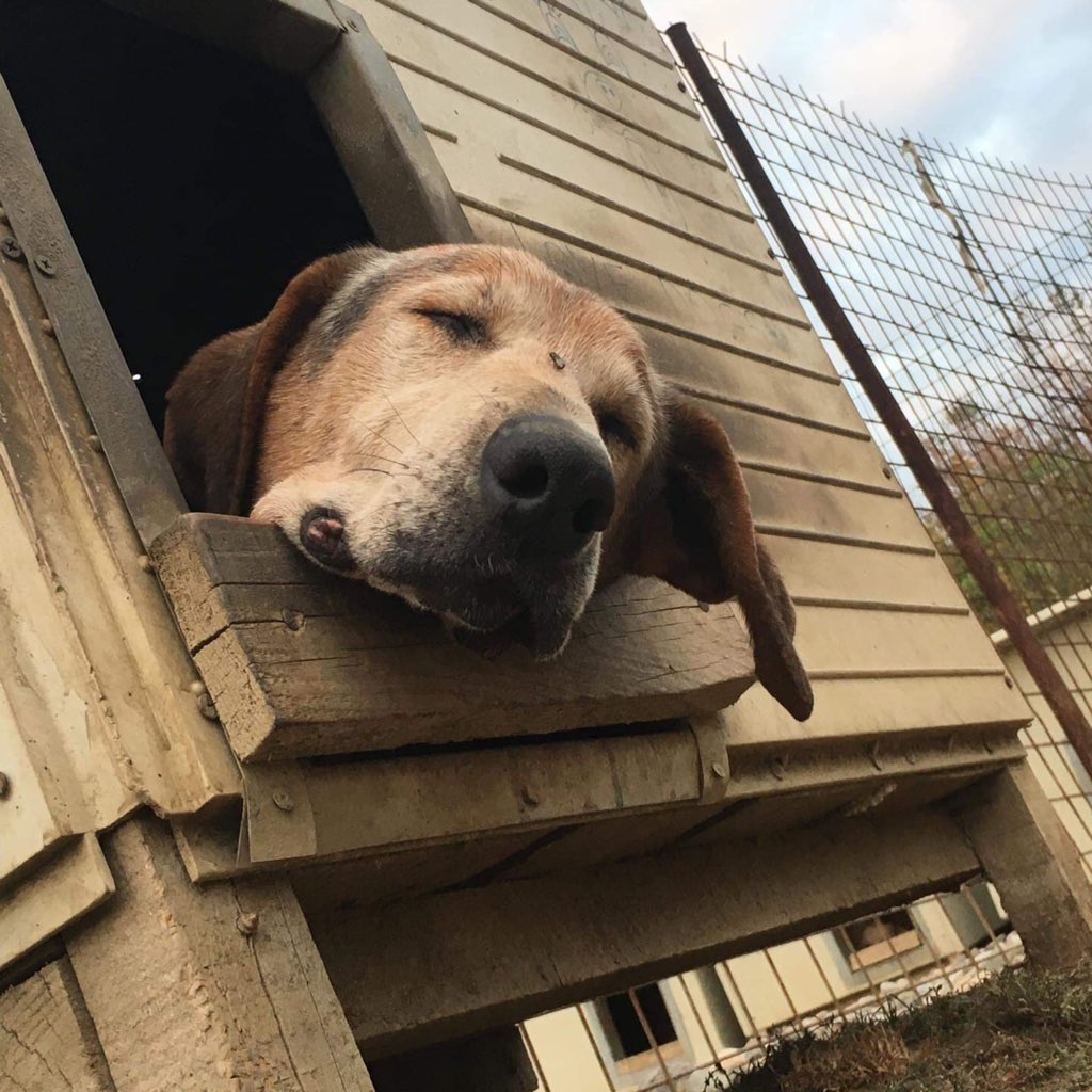 DogNirina's tweet photo. Oggy! He is the oldest dog in the shelter. He is cca 16 years old. We love our oldies. #NoKillShelter #dogsliveforever #stopkillingdogs #savethisworld https://t.co/A4gdFrzPwX