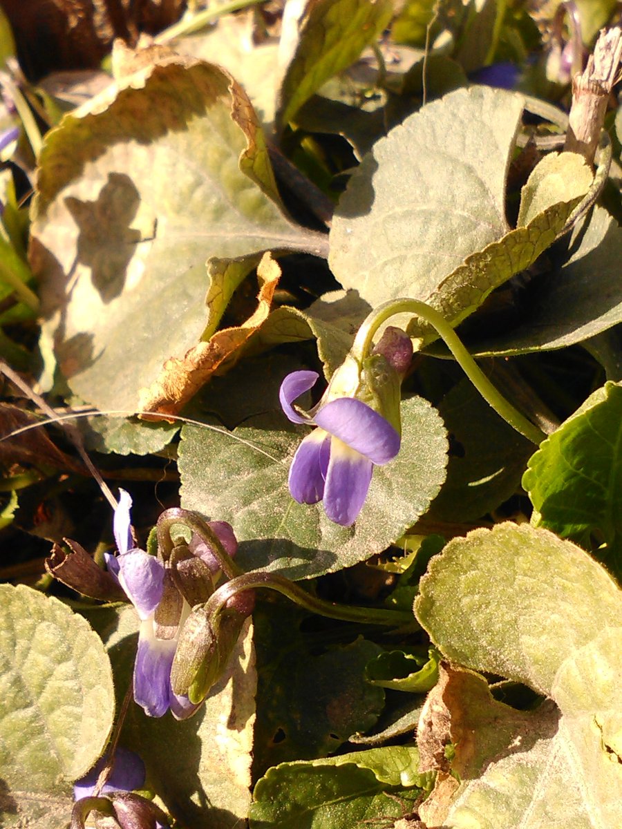 vasy13ionela's tweet photo. #20190303 , #Violaodorata , #woodViolet , #sweetViolet , #commonViolet , #gardenViolet , #Viola , #flowers , #purpleflowers , #green , #garden , #nature #📷 #📱 https://t.co/yxeQ0kc11X