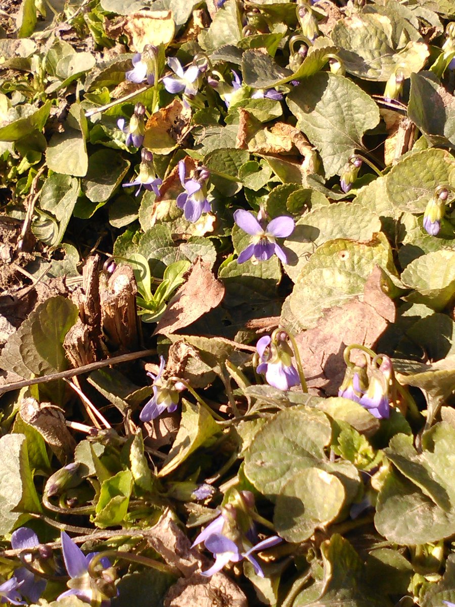 vasy13ionela's tweet photo. #20190303 , #Violaodorata , #woodViolet , #sweetViolet , #commonViolet , #gardenViolet , #Viola , #flowers , #purpleflowers , #green , #garden , #nature #📷 #📱 https://t.co/yxeQ0kc11X