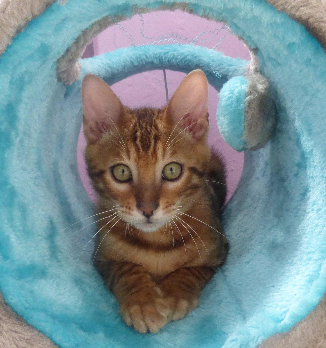 YoakeG's tweet image. My little baby cat 🖤 #Cat #babycat #lovesweetcat