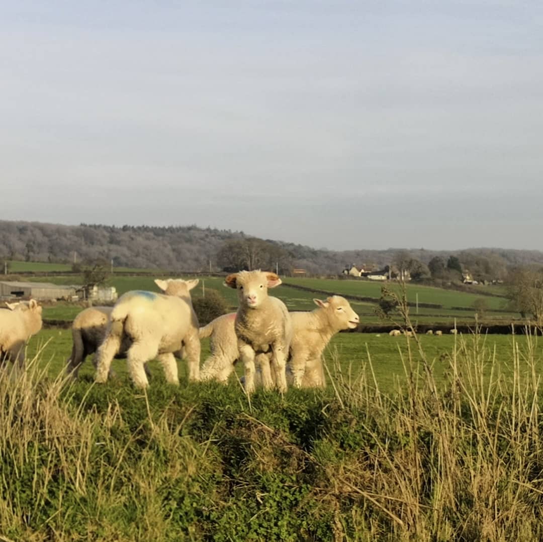EloiseMassett's tweet photo. @TheMERL Though North Somerset was dull until I saw this lamb #babyunit https://t.co/KDGinMJDAP