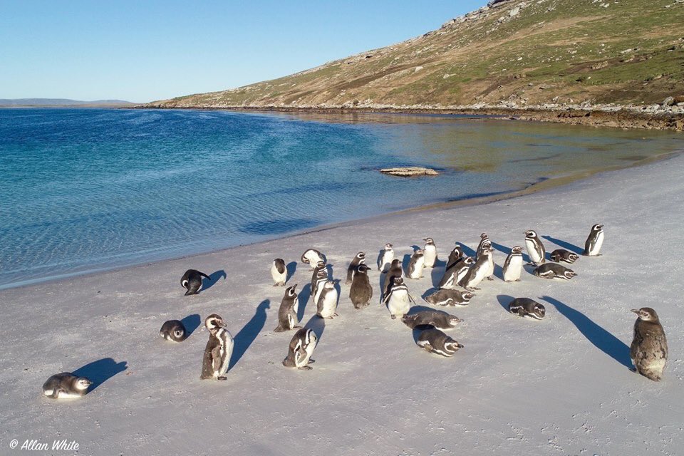 WhiteFalklands's tweet photo. It's World Wildlife Day, as designated by the United Nations to celebrate and raise awareness of the world's wild fauna and flora. Here's a few of the creatures that can be found around our back yard. #wildwestpoint #falklands #unitednations #WorldWildlifeDay2019 https://t.co/ozm1bfvh0b