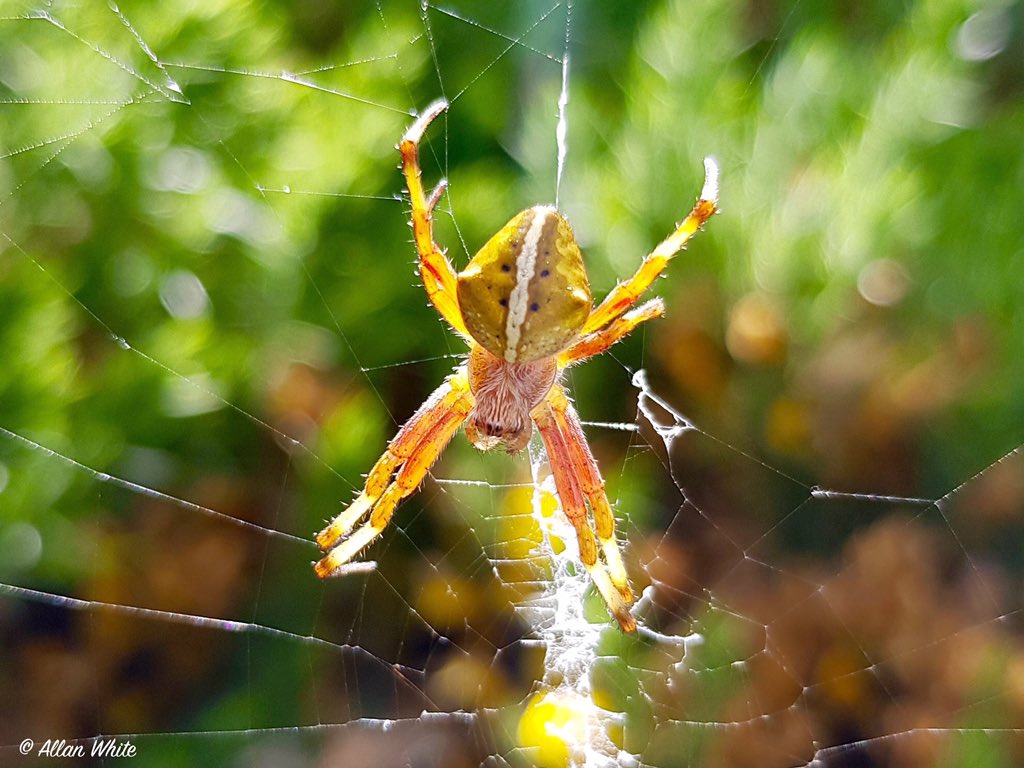 WhiteFalklands's tweet photo. It's World Wildlife Day, as designated by the United Nations to celebrate and raise awareness of the world's wild fauna and flora. Here's a few of the creatures that can be found around our back yard. #wildwestpoint #falklands #unitednations #WorldWildlifeDay2019 https://t.co/ozm1bfvh0b