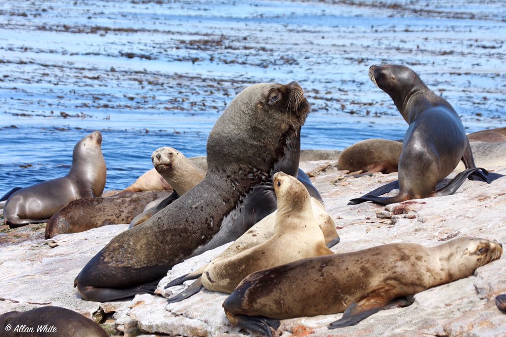 WhiteFalklands's tweet photo. It's World Wildlife Day, as designated by the United Nations to celebrate and raise awareness of the world's wild fauna and flora. Here's a few of the creatures that can be found around our back yard. #wildwestpoint #falklands #unitednations #WorldWildlifeDay2019 https://t.co/ozm1bfvh0b