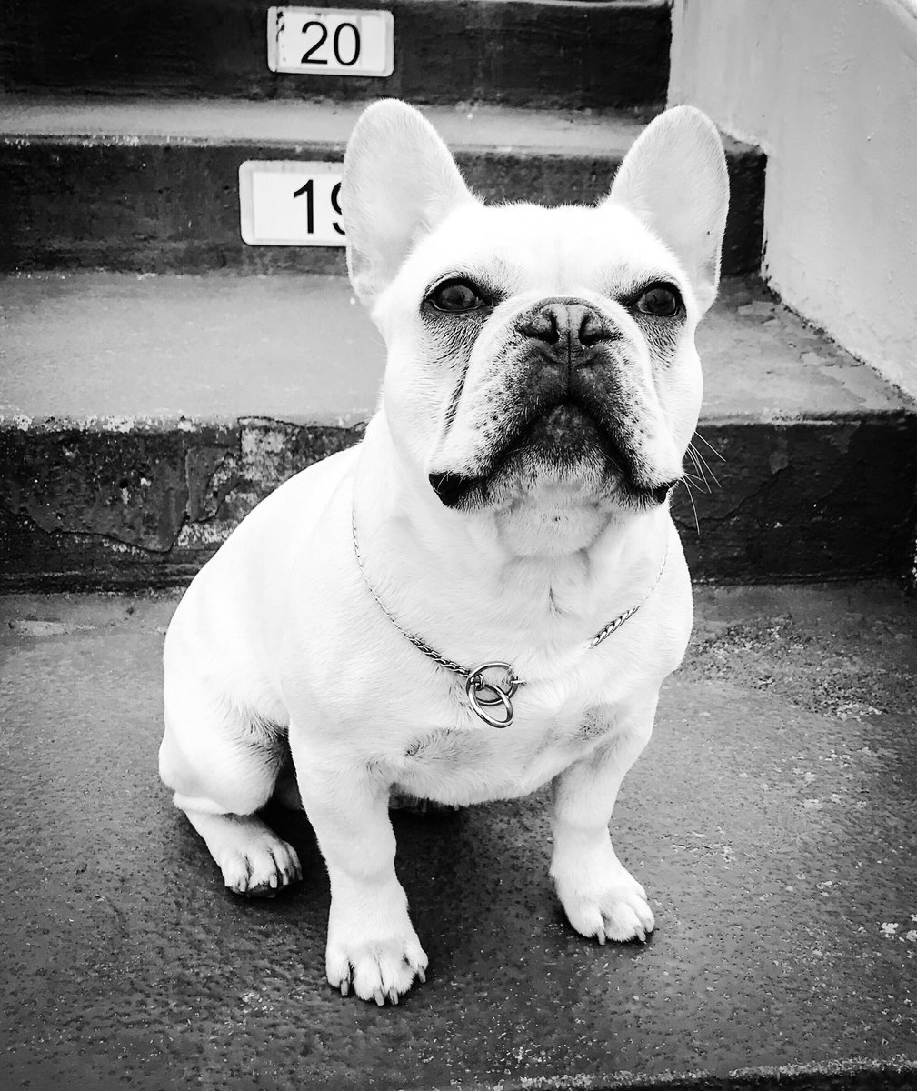 IfMyDogsCouldT1's tweet photo. This nugget 😍😍😍 https://t.co/iQFqvxkBCQ