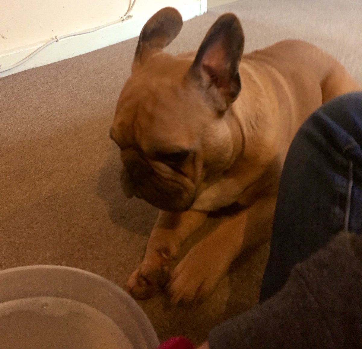 RandallFrenchie's tweet image. But mum, I don’t want my face washed!  
#SundayThoughts #randallthefrenchie #mamasboy #DogsofTwitter