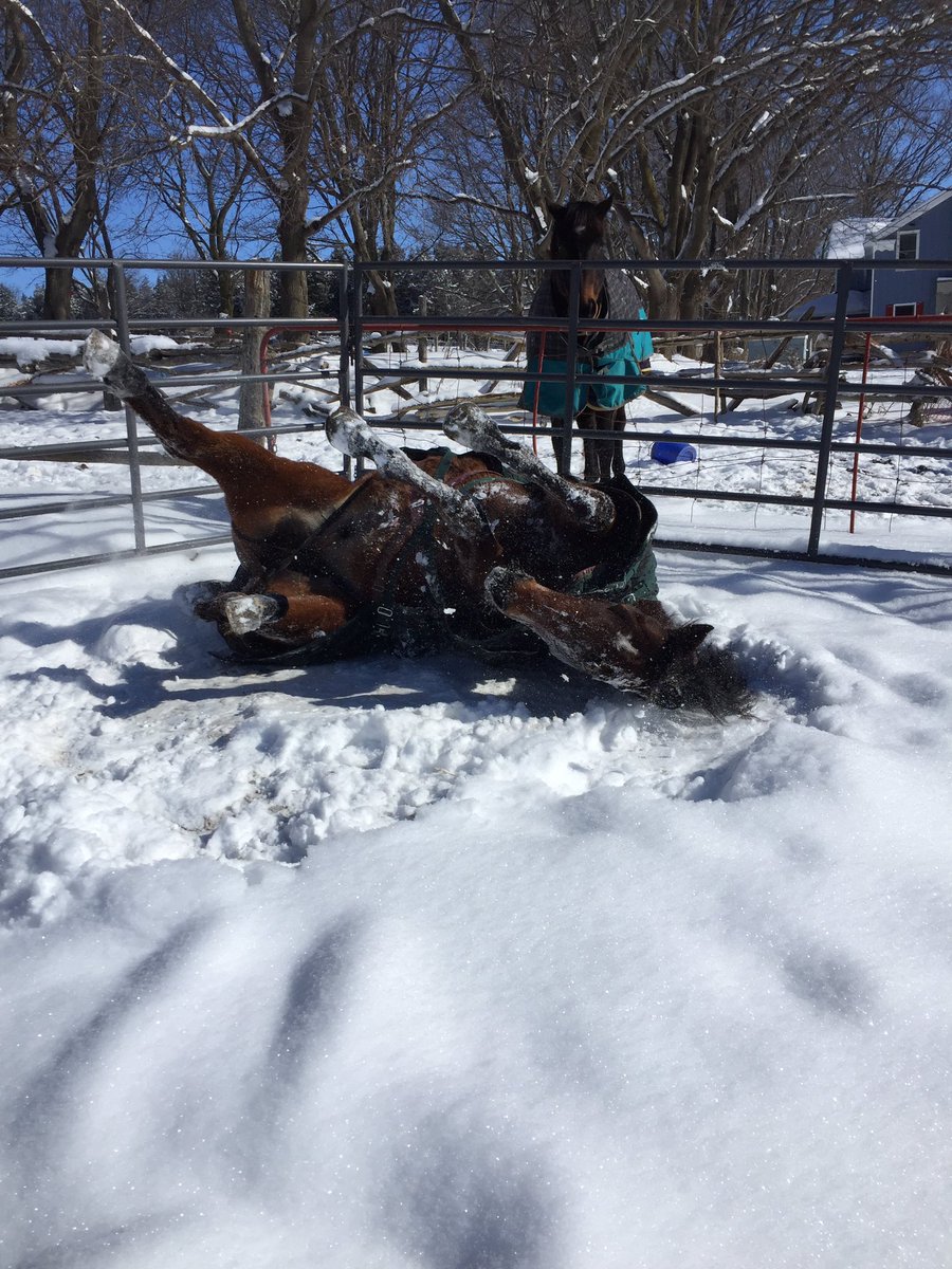 ClothesHorse39's tweet photo. #SundayFunday Jack having some fun rolling in the snow with Jeb supervising! Lol photo by auntie @shadowy_hills #TeamPierceπ¨π¦ππ»π΄βοΈ #Coach #TrackPony #HorsePlay #HorseHappiness #Thoroughbreds #HorseRacing #OntarioRacing #ShadowyHills https://t.co/ys7N9q6wTF
