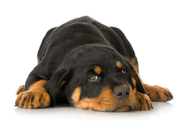 Mypetcaring's tweet photo. Oh Its Bigaining...#SundayMorning
Play with #Dog
Make #healty #care #dogfood
Develops your #Rottweilers's #Intelligence
#Rottweilerslover #Rottweilerslovers
#Rottweilerslovergirl #doglover #dogslover
#petlovers https://t.co/npJf6mjs9T