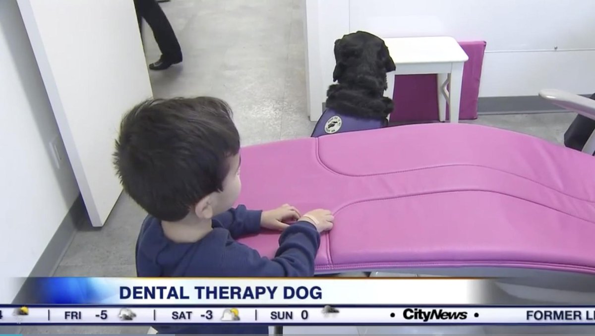 uoftcpd's tweet photo. WATCH: Dental therapy dog calms kids at Richmond Hill clinic. #DentistryUpdate https://t.co/YdGlw3oOVd https://t.co/XT2Uyo4DLJ