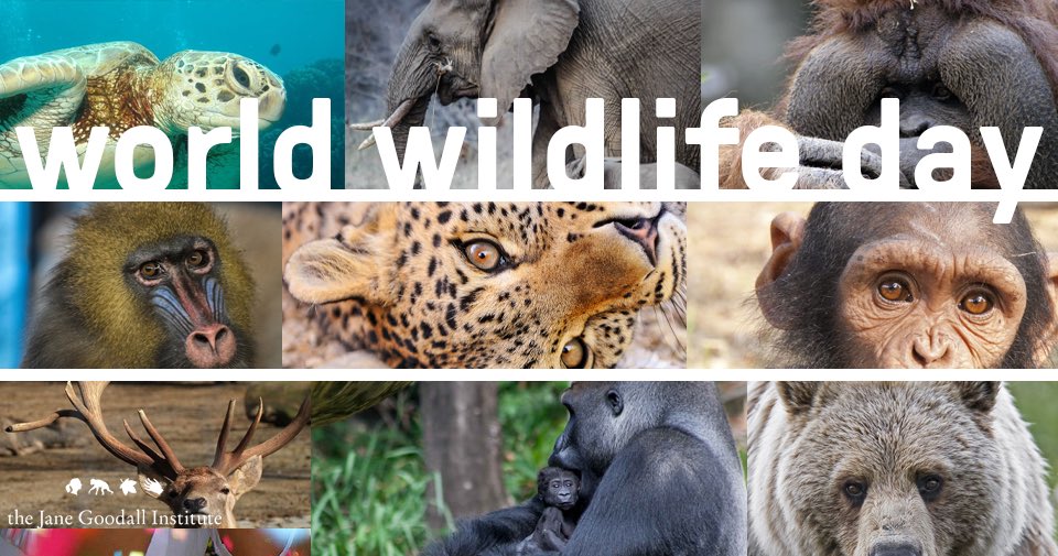 What would a world be like absent chiming song of birds, whales spouting blasts of sea, or a the heart-stopping calls of chimps. This is a world we should not + cannot imagine. Fall in love w. wildlife + help us protect them for #worldwildlifeday  news.janegoodall.org/2017/03/03/wor…
