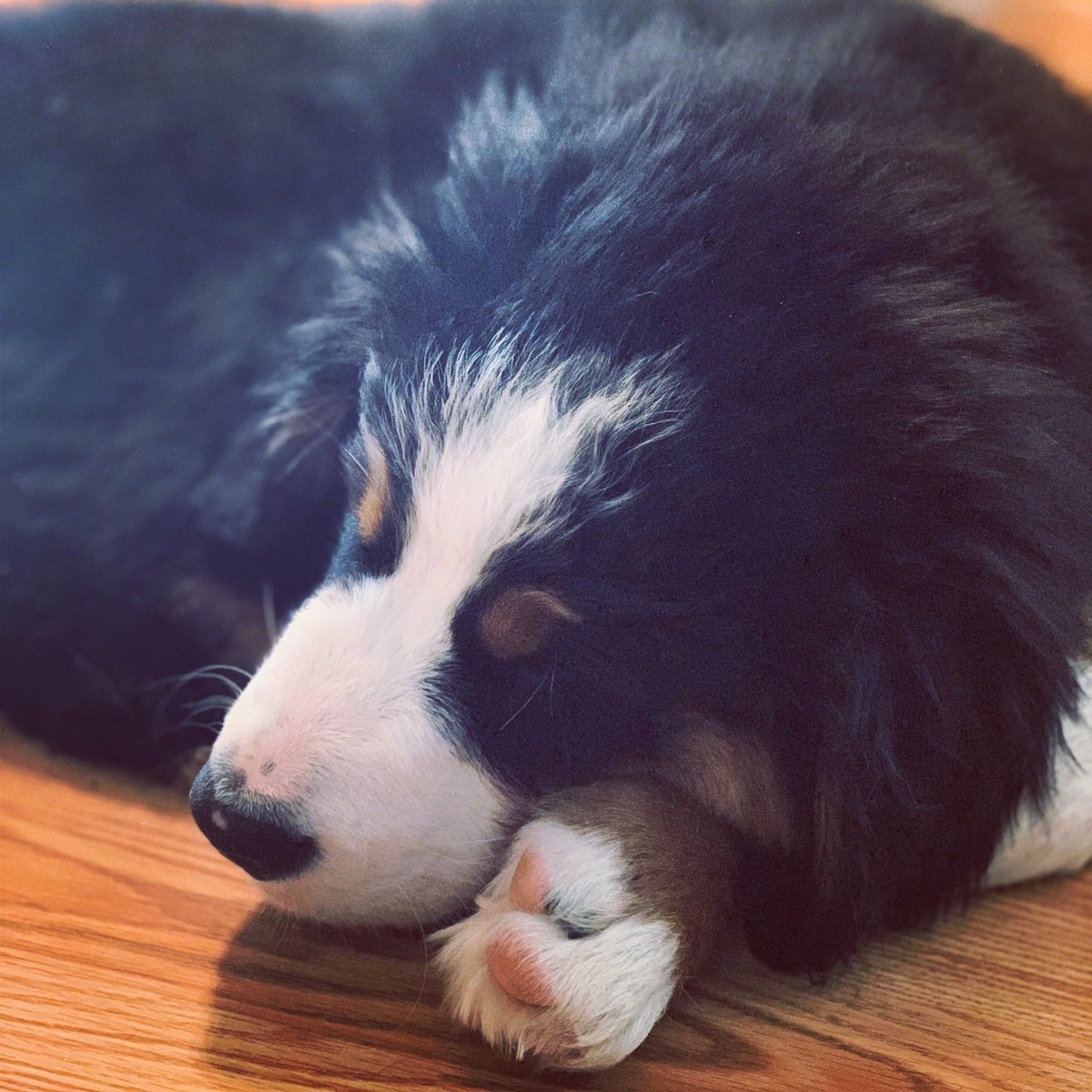 LincolnBMD's tweet photo. Sunday is for snoozin’ and waiting for the snow.🖤
.
.
.
.
.
.
#bernesemountaindogs #bernese #berneselove #puppy #dogs #pets #bernesepuppy #berner #bernerpuppy #puppyoftheday #bernerdaily #bernesebelike #pups #instacute #adorable #bernerlife #bernerlove #bernesemountaindog https://t.co/uVAQkWP4Ey