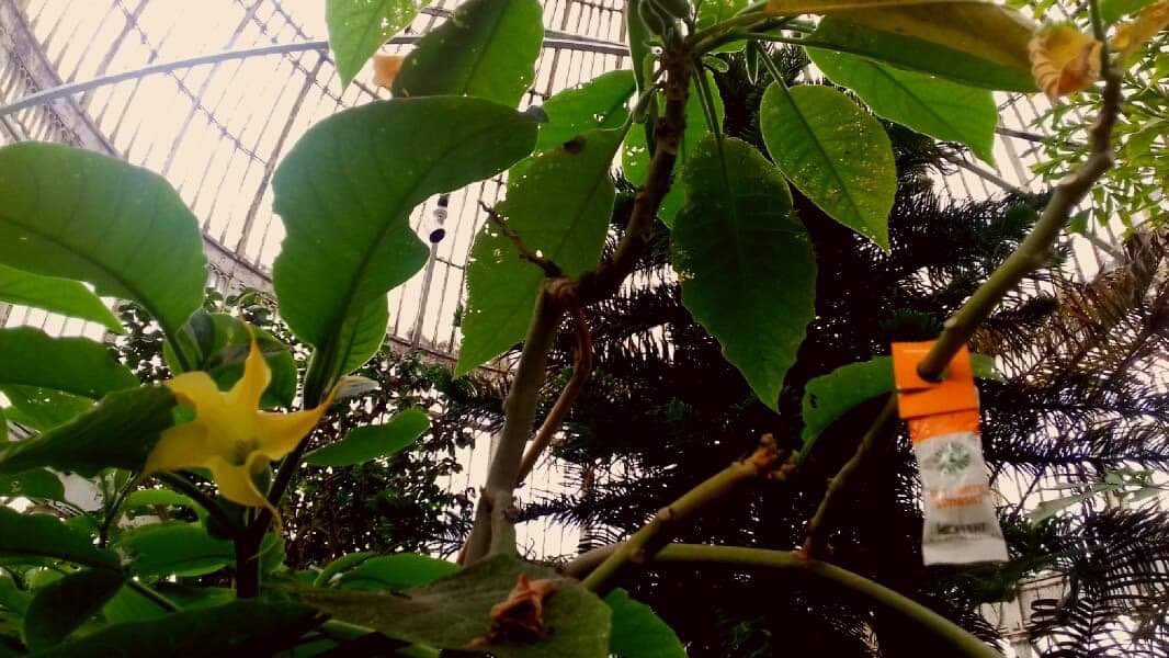 conlondesigns's tweet photo. Botanic gardens #Belfast #photography #contrast #vivid #art #graphicdesign #botanicgardens #nature #naturalforms https://t.co/3fQ8IsEyPS