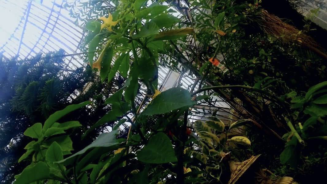 conlondesigns's tweet photo. Botanic gardens #Belfast #photography #contrast #vivid #art #graphicdesign #botanicgardens #nature #naturalforms https://t.co/3fQ8IsEyPS