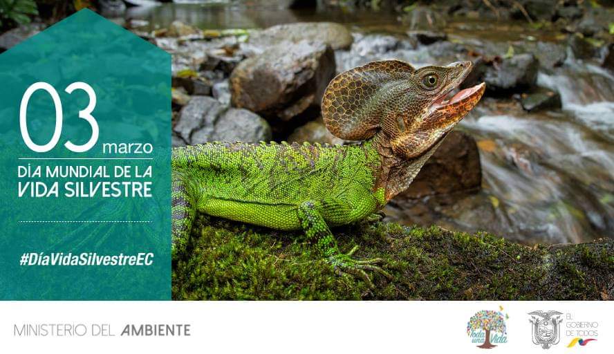 parquegalapagos's tweet photo. En el #DíaVidaSilvestreEC recuerda que la comercialización o la tenencia de animales silvestres es un delito. https://t.co/yglbbwVv3B