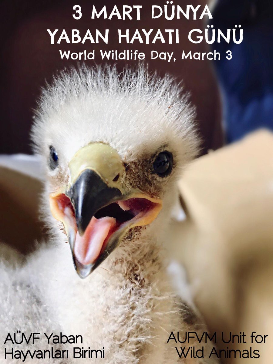 Bugün #3Mart #DünyaYabanHayatıGünü.

Sonsuz olduğu düşüncesine kapılarak tükettiğimiz, istismar ettiğimiz her değer, aslında bizi de bitiriyor.

Bakın 'yaban'ı korumak için neler yapabilirsiniz:

instagram.com/p/BujO6WNBDvf/… #WorldWildlifeDay #wildlife #WWD2019