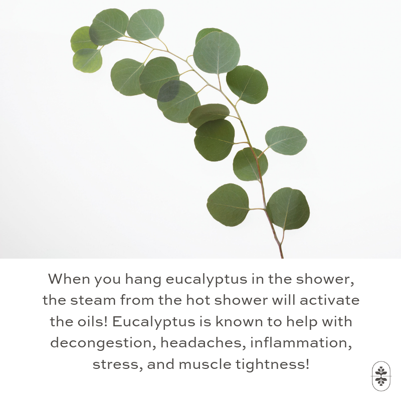 MIGSoap's tweet photo. Did you know that when you hang eucalyptus in the shower the steam from the hot shower will activate the oils! 🚿

Eucalyptus helps with decongestion, headaches, stress and muscle tightness. 💪

This skin soother is great for redness and other inflammatory conditions. https://t.co/bL0CfoGjU4