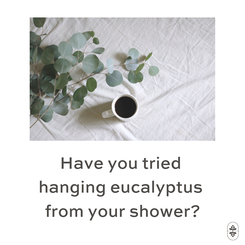 MIGSoap's tweet photo. Did you know that when you hang eucalyptus in the shower the steam from the hot shower will activate the oils! 🚿

Eucalyptus helps with decongestion, headaches, stress and muscle tightness. 💪

This skin soother is great for redness and other inflammatory conditions. https://t.co/bL0CfoGjU4