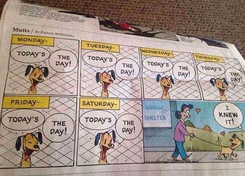 MinofW's tweet photo. Make a change in a life by adopting.

Head to  -> https://t.co/Oz1bYepwpE
https://t.co/DnRI1rzc02 https://t.co/44gqQ1WJjN
