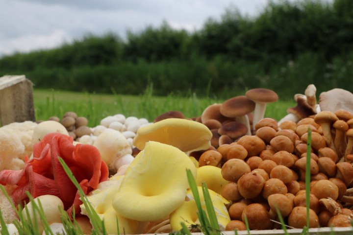 Op maandag 18 maart zijn wij te gast in Rossum bij het Paddenstoelenrijk.
Hier worden diverse paddenstoelen gekweekt.
Het beloofd een heel interessante en smaakvolle middag te worden
Voor meer info ga naar: k-o-b.nl