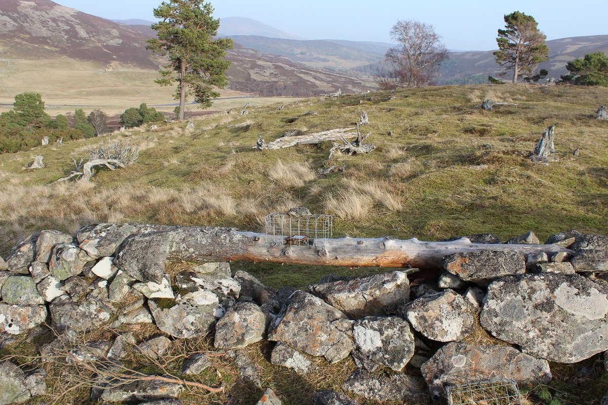 MoorlandMonitor tweet picture