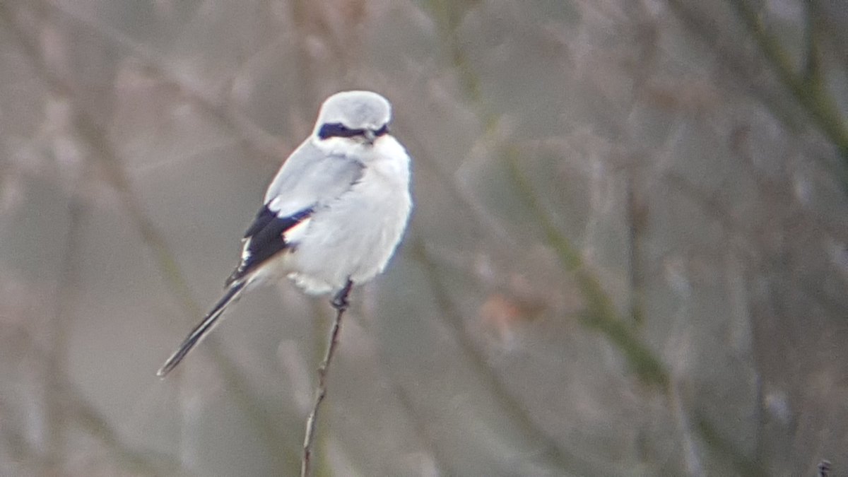 A Great (Grey Shrike) way to reach my 200th bird in 1 year #my200birdyear @BirdWatchingMag #nobiglens Went from Clumber to Sherwood for #201 in the form of a lesser spotted woodpecker 😍. With hawfinches and marsh tits as bridesmaids who cares about getting drenched in downpours?