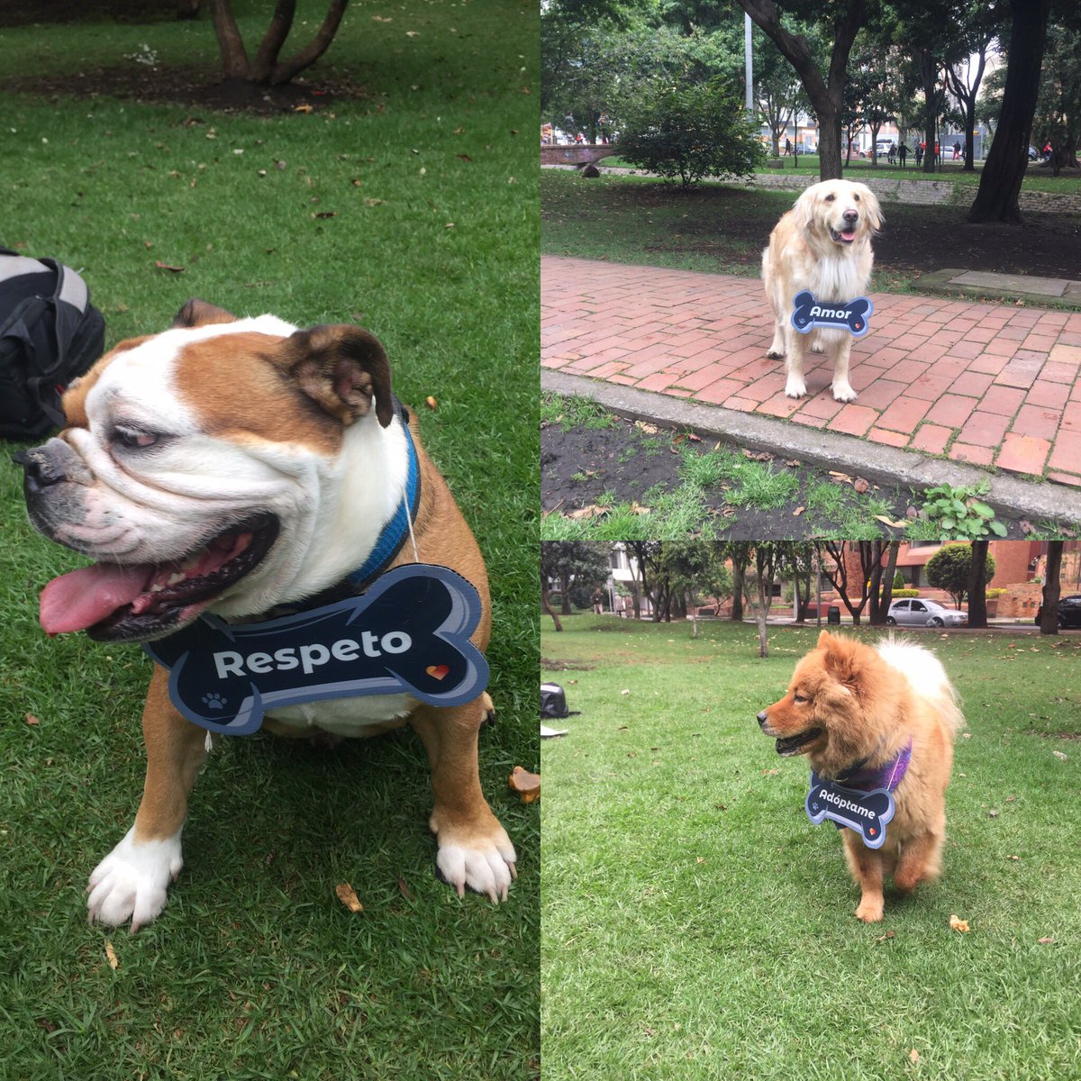 JuanchoSanchezN's tweet image. Hoy socializamos con los propietarios de nuestros ciudadanos de cuatro patas cuáles son las normas y sanciones contempladas en la nueva Ley 1801 del Código de policía. #SomosBogotá #Domingo @PlataformaALTO