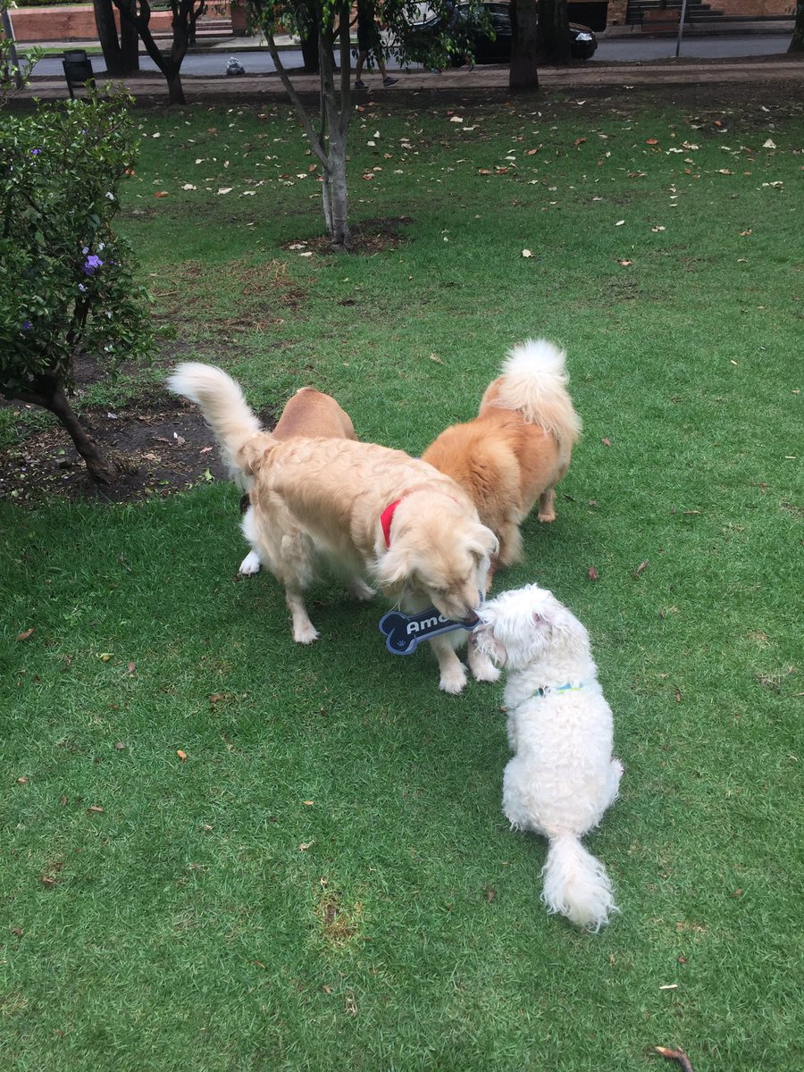 JuanchoSanchezN's tweet image. Hoy socializamos con los propietarios de nuestros ciudadanos de cuatro patas cuáles son las normas y sanciones contempladas en la nueva Ley 1801 del Código de policía. #SomosBogotá #Domingo @PlataformaALTO