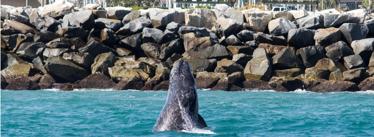 TheCoolHipMom's tweet photo. Discover the 48th Annual Festival of Whales at Dana Point Harbor - https://t.co/4zB7OiS0aY @CityofDanaPoint @DanaWharf @DanaPointHarbor @DPWhaleFest #FestivalofWhales @VisittheOC #VisitTheOC #OrangeCounty https://t.co/YZy7CMolP6