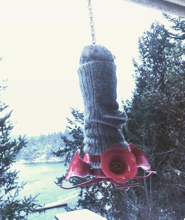 WildergardenBC's tweet photo. @weathernetwork Goodmorning from #frosty #Sooke !we started using #hotpockets under a #woolsock after using #hummingbird #lifehack tips  suggested by other creative Canadians ! Works like a charm ! https://t.co/p07N29JLU2