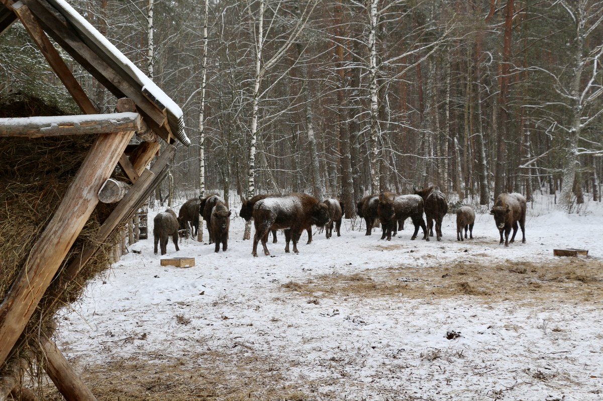 Орловский край- это уникальный регион с удивительной природой, живописными местами и богатой историей.

Вчера с утра оказался в чудное место — Национальный парк "Орловское Полесье". Ну и обязательно заехали к зубрам в гости! #орёл #орловскоеполесье #зубры #орловскаяобласть