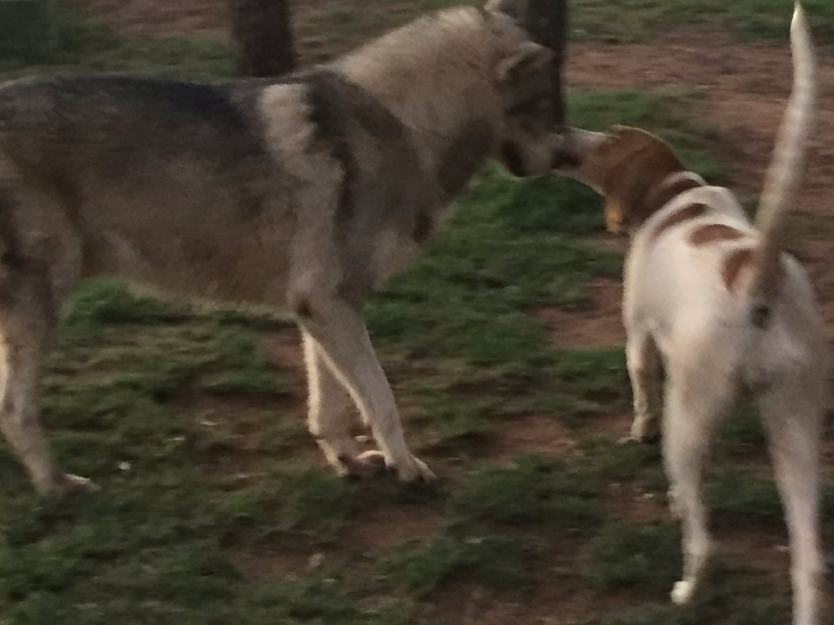 JugomaroSa's tweet photo. English Coon Hound, Lyra, is one year old today. 3March. #Dog #englishcoonhound #jugomaro #wolf #bestfriends #happybirthday https://t.co/R5TXMcgYCW