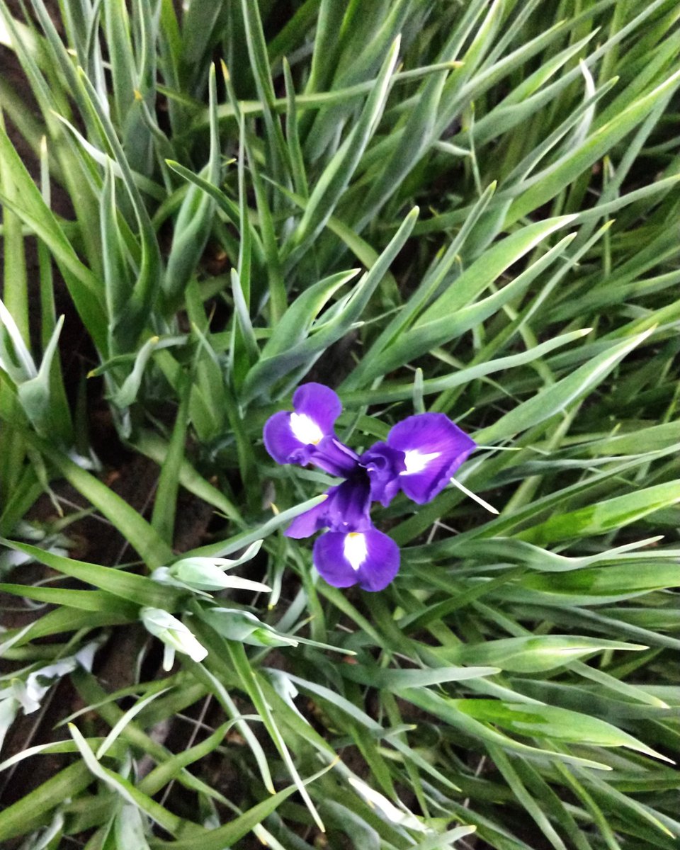 Irissen voor #vrouwendag 8 maart, en deze maand is de iris 🌈 bloem van de maand ! <a href="/watbloemendoen/">Mooiwatbloemendoen</a> #womansday