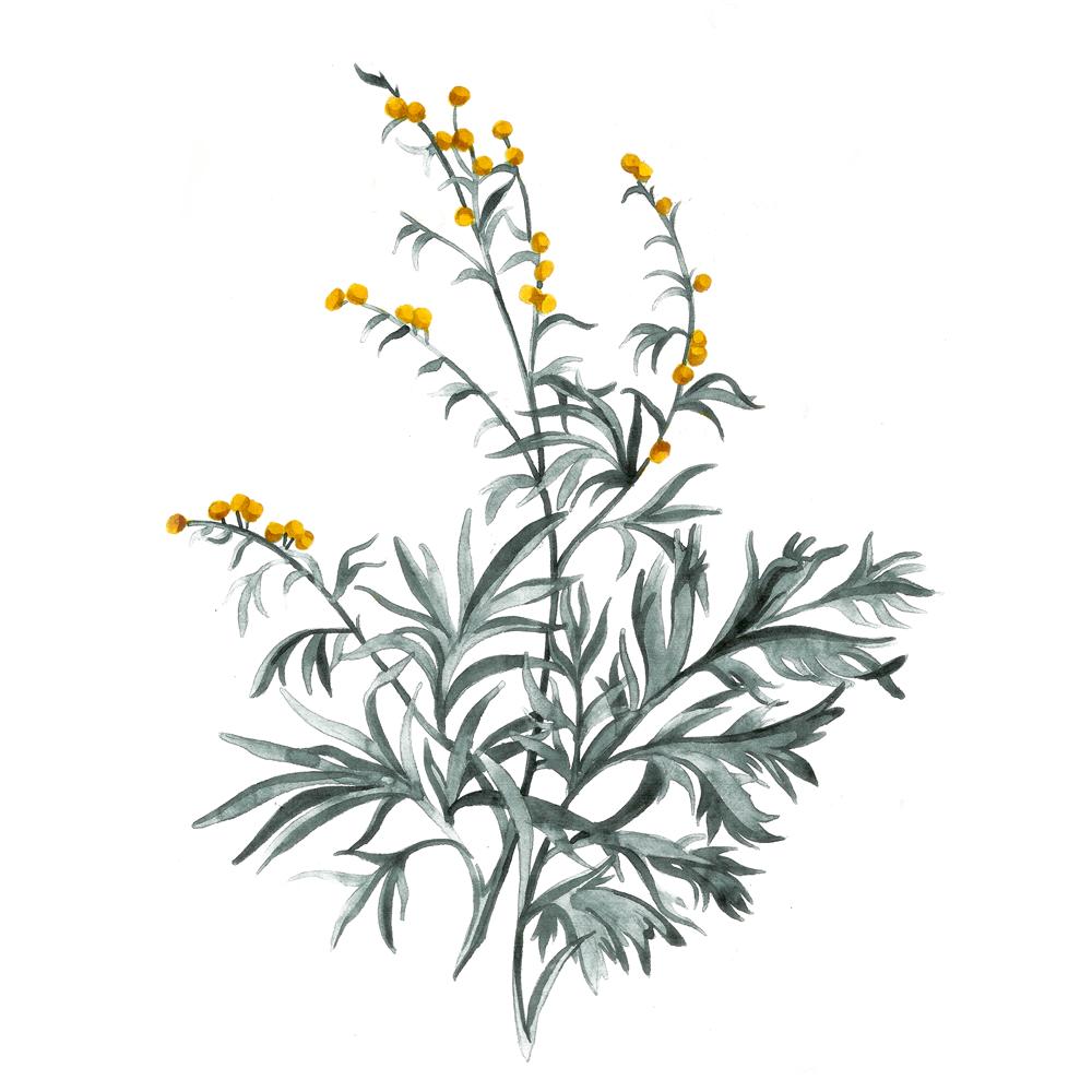 Artemisia Absinthium or Grand Wormwood is the key botanical in making Vermouth. At Maidenii, we do things our way and do use Wormwood and other traditional botanicals in our drinks alongside Australian native botanicals. To find out more: 
maidenii.com.au/botanical
