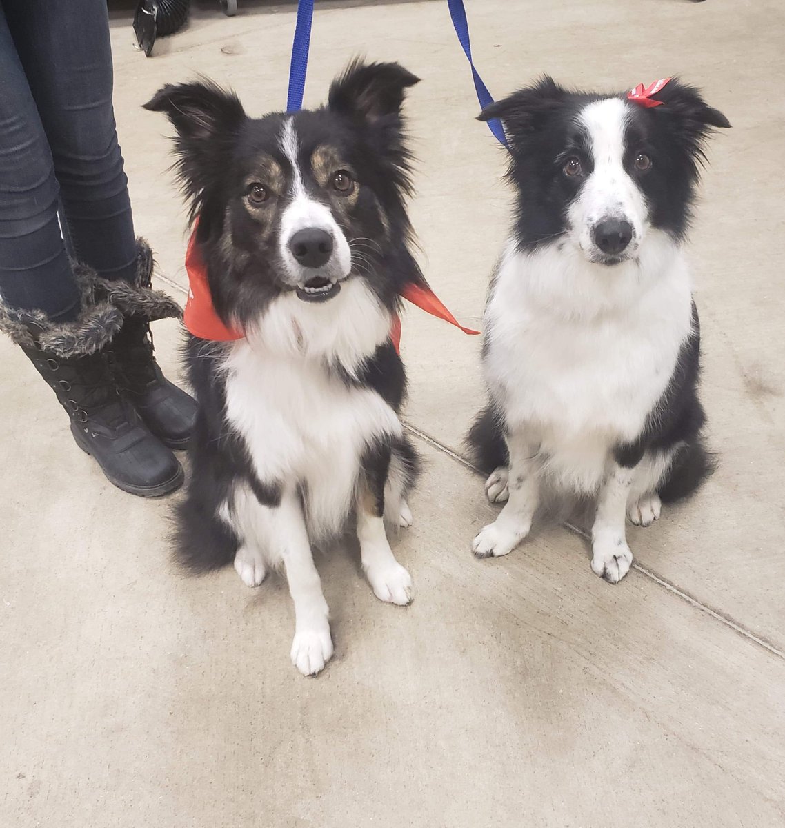 PetSmart Sydney NS tweet media