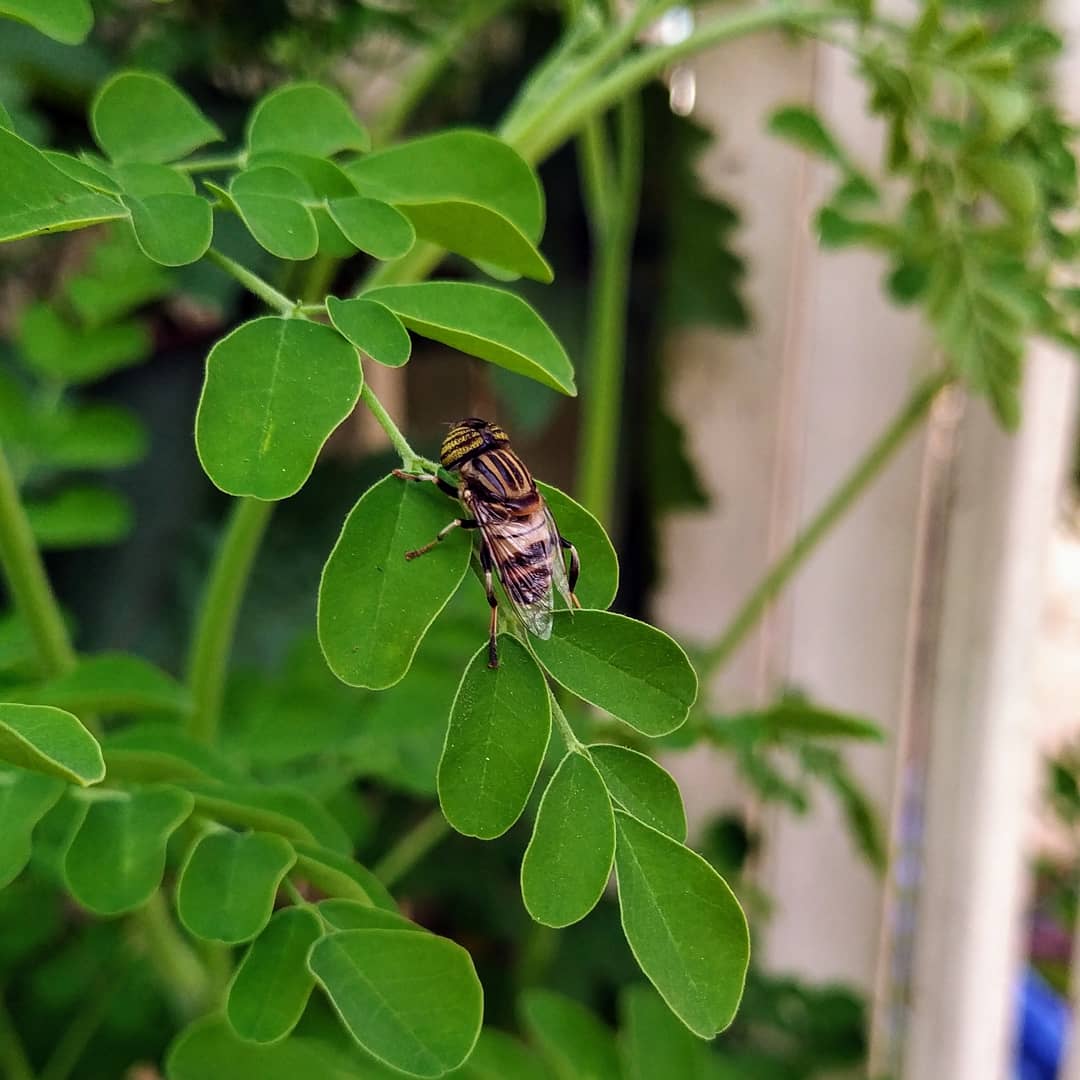 Bee on moringa 🌱🐝
#nature #naturephotographer #plants #photographer #dryleaves #leaves #flower #photography #dryseason #winter #Abuja #abujabusiness  #abujaphotographer #lagos #nigeria #chizon #naturelovers #naturelovers #shotonmi #shotbymi  #xiaomi #mia2