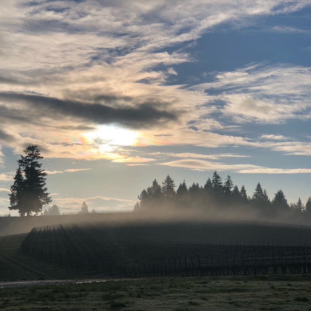 It’s starting to feel like Spring! #Repost @soterwines  ☀️ · · ·  Beautiful morning at MSR!
.
.
.
#mineralspringsranch #biodynamicfarming #nofilter #pinotnoir #wvwines #yamhillcarltonava #oregonwinecountry #oregonwine #beautifuldestinations