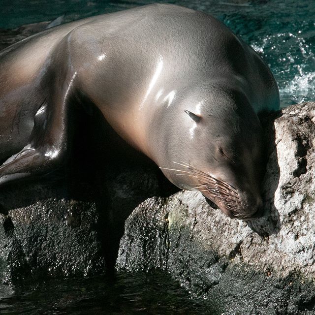 NEAQ's tweet photo. It's Sunday morning. Go ahead and hit "snooze" like a sea lion. When it's late enough, head on over to the Aquarium, we're open until 6 p.m. via Instagram https://t.co/xolWcvGhpM https://t.co/Ujcmv1CTB5