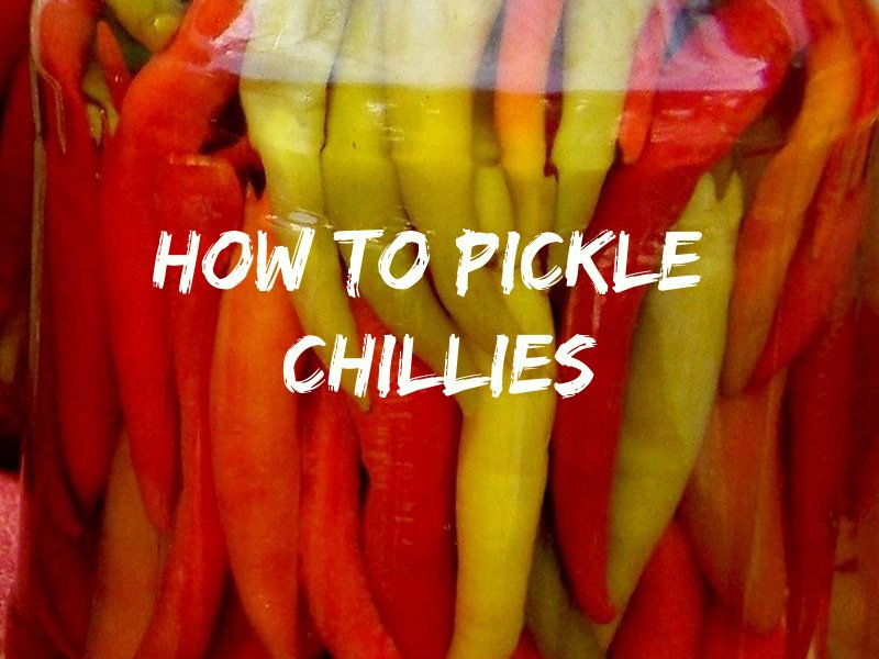 mygreenterra's tweet photo. How To Pickle Chillies on MyGreenTerra - https://t.co/6Se28tUF9Q #GrowYourOwn #HomesteadGarden https://t.co/IMyDPdG07c