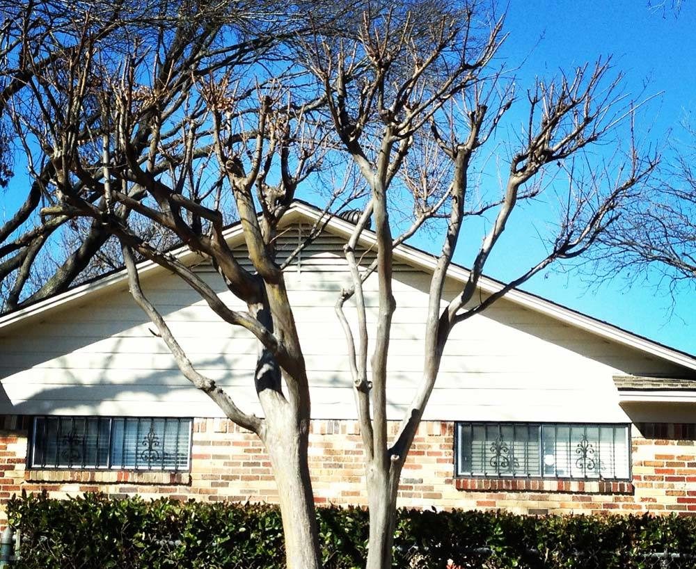 PresTreeServ's tweet image. Still seeing this everywhere, PLEASE stop topping your crape myrtles! Here's why: ow.ly/nBll30nPEzA #treepruning #crapemyrtle #properpruning
