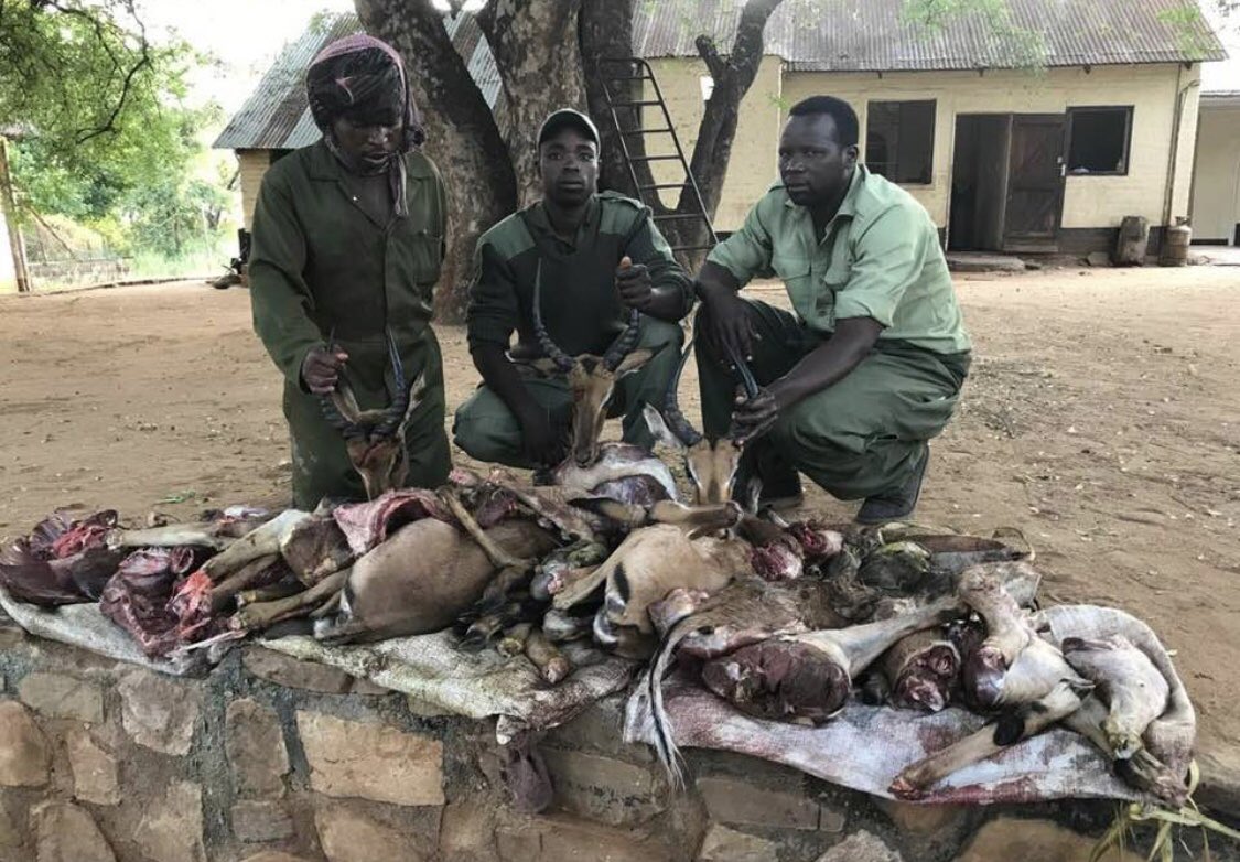 jackstooks's tweet image. #WorldWildlifeDay we need to stop poaching forever! Innocent people keep getting hurt protecting equally innocent animals