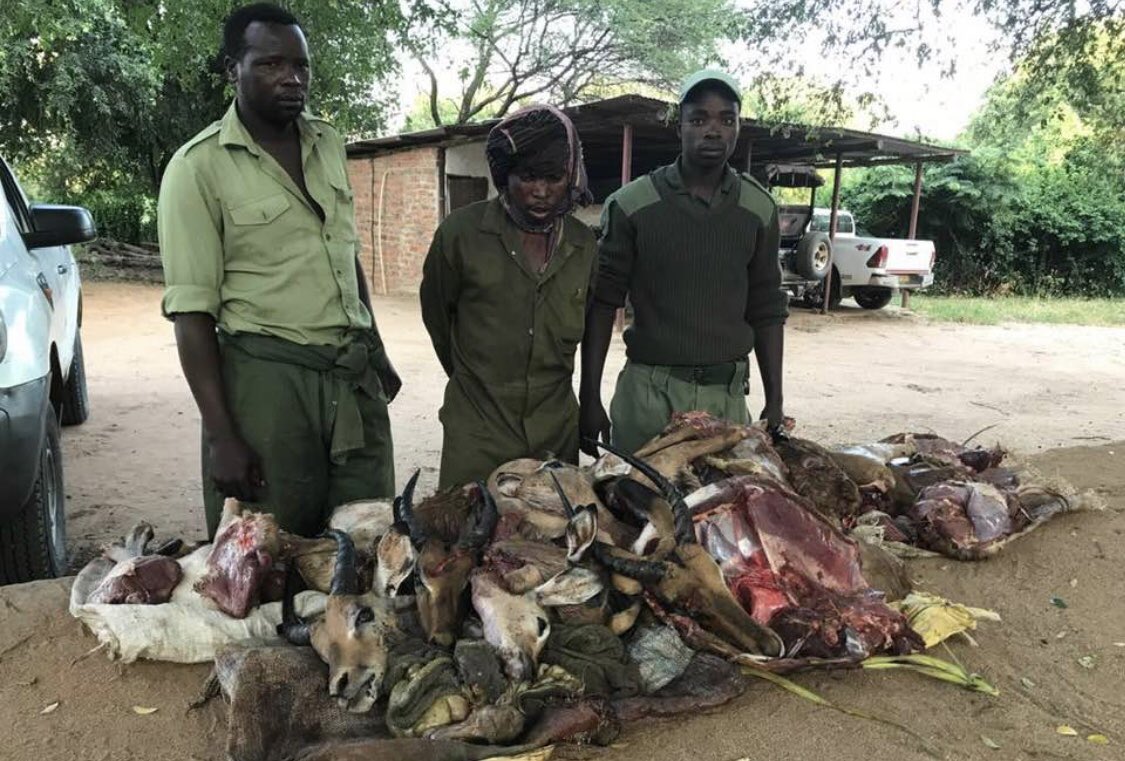 jackstooks's tweet image. #WorldWildlifeDay we need to stop poaching forever! Innocent people keep getting hurt protecting equally innocent animals