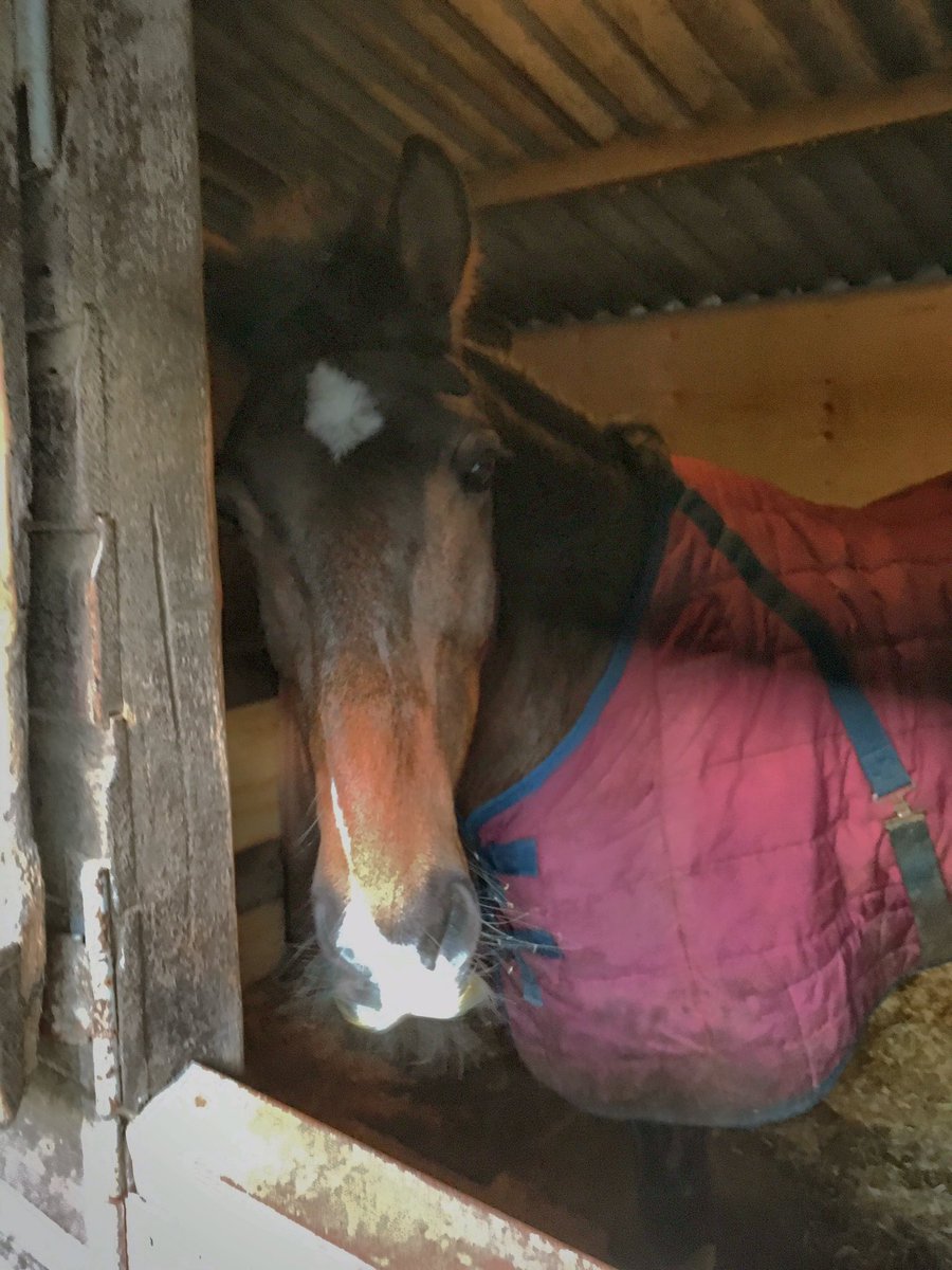 HazzyC's tweet photo. This week I’ve had great lessons on Holly and Breeze - pole work and cantering going well. Feeling the magic ‘flow’ at times and looking forward to building more on where I’ve got to. #latelearner #Horses https://t.co/KlneXhobjk